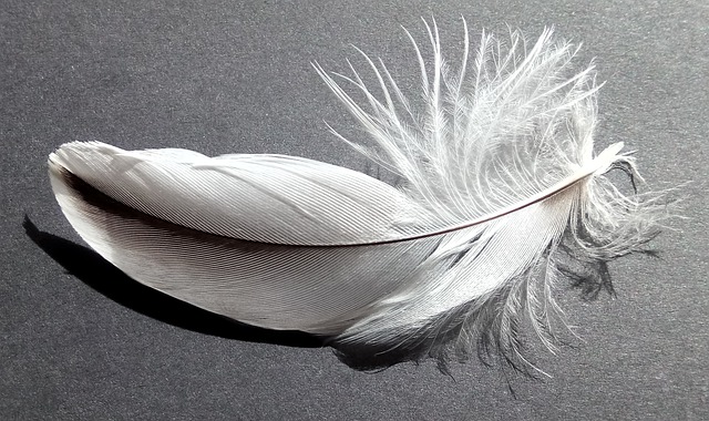 white feather picture