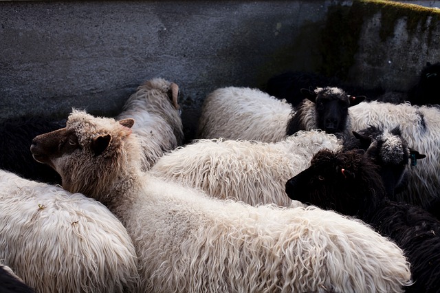 black sheep picture